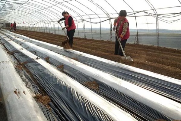 韭黄如何种植,可以直播也可以育苗移栽