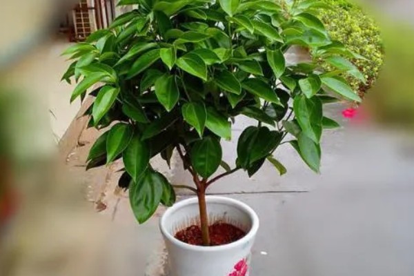 平安树适合放在客厅吗，适合放置在客厅的