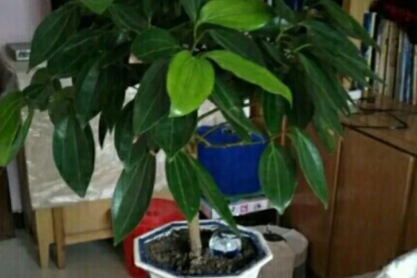 平安树适合放在客厅吗，适合放置在客厅的