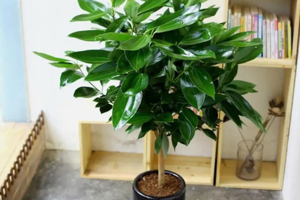 平安树适合放在客厅吗，适合放置在客厅的