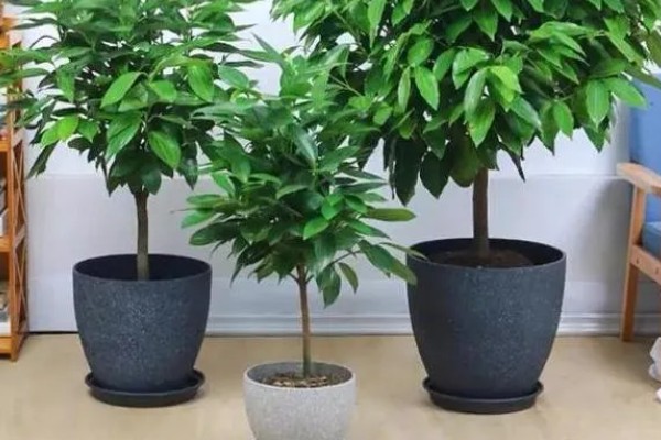 平安树适合放在客厅吗，适合放置在客厅的