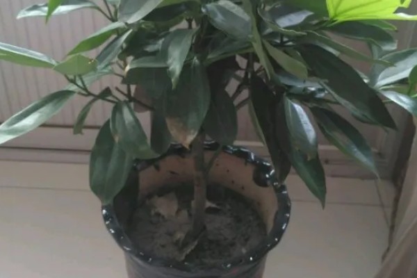 平安树适合放在客厅吗，适合放置在客厅的