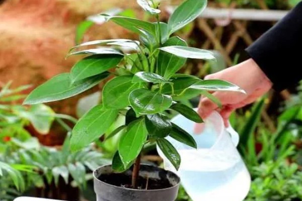 平安树适合放在客厅吗，适合放置在客厅的