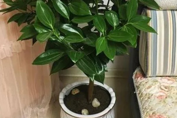 平安树适合放在客厅吗，适合放置在客厅的