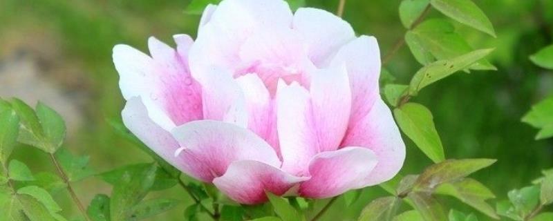 牡丹花无花苞如何解决，每天要确保6-8小时的光照