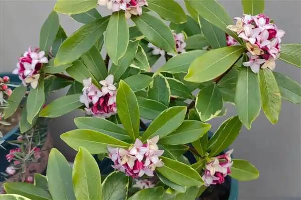 瑞香花掉叶子的原因与解决方法