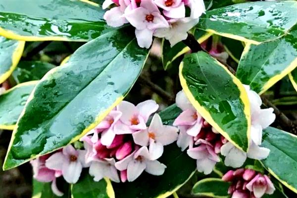 瑞香花掉叶子的原因与解决方法