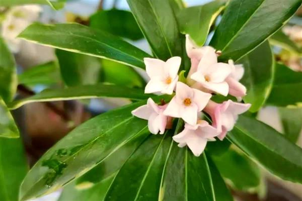 瑞香花掉叶子的原因与解决方法