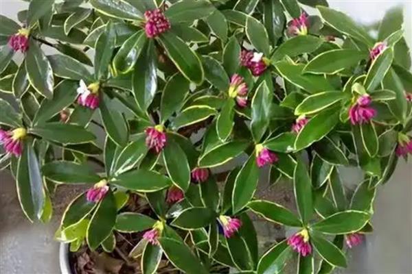 瑞香花掉叶子的原因与解决方法