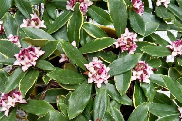 瑞香花掉叶子的原因与解决方法