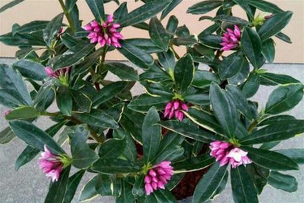 瑞香花掉叶子的原因与解决方法