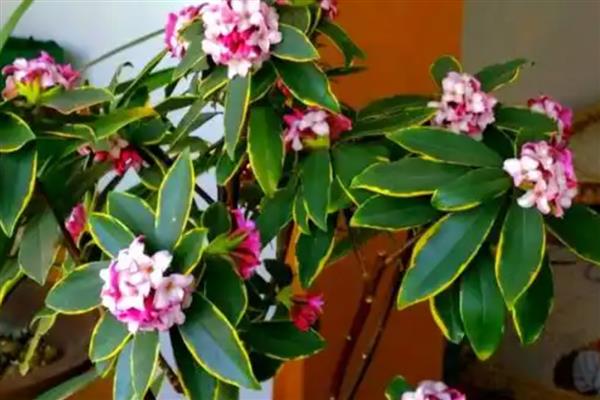 瑞香花掉叶子的原因与解决方法