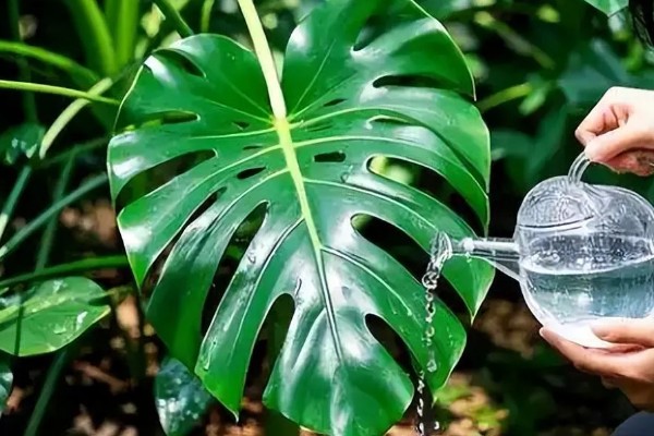 如何对龟背竹浇水,掌握见干见湿,浇则浇透的原则