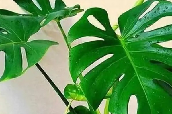 如何对龟背竹浇水,掌握见干见湿,浇则浇透的原则