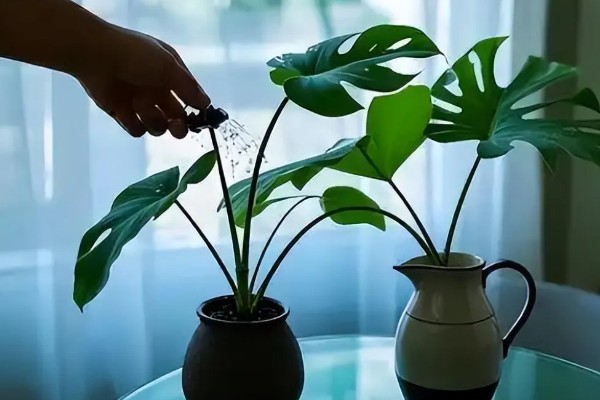 如何对龟背竹浇水,掌握见干见湿,浇则浇透的原则