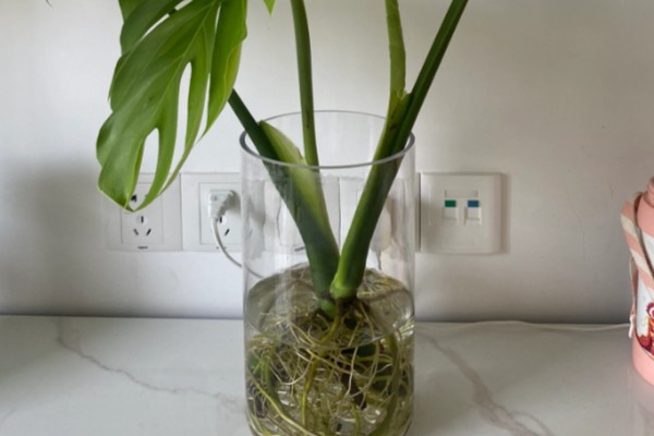 如何对龟背竹浇水,掌握见干见湿,浇则浇透的原则