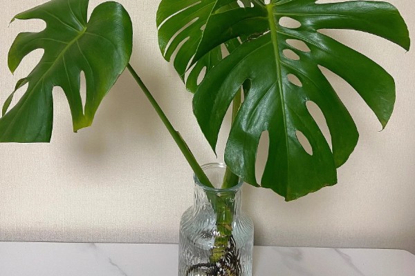 如何对龟背竹浇水,掌握见干见湿,浇则浇透的原则