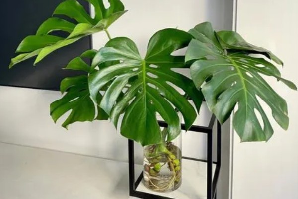 如何对龟背竹浇水,掌握见干见湿,浇则浇透的原则