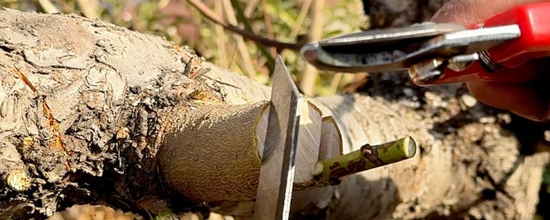 果树嫁接有什么利端，具有以下5个好处