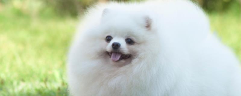 博美犬不能吃的东西,巧克力、牛奶等食物禁止饲喂