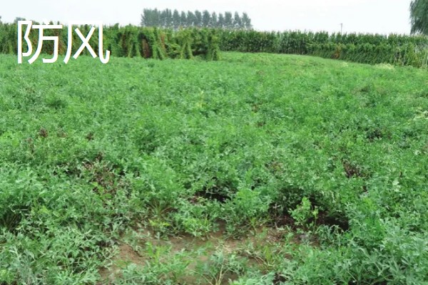 陕北适合种植哪些药材,适合种植枸杞、桔梗等