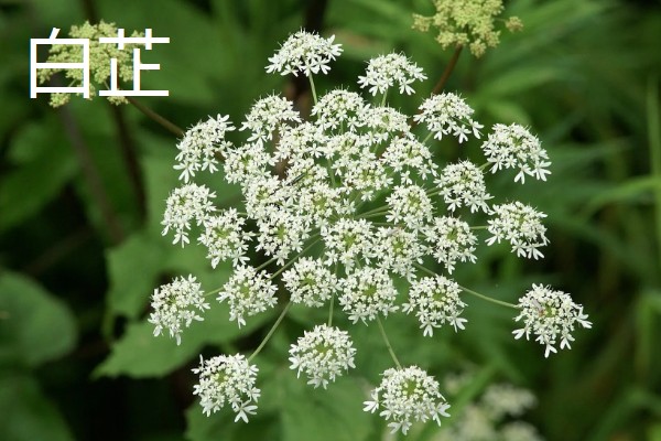 陕北适合种植哪些药材,适合种植枸杞、桔梗等