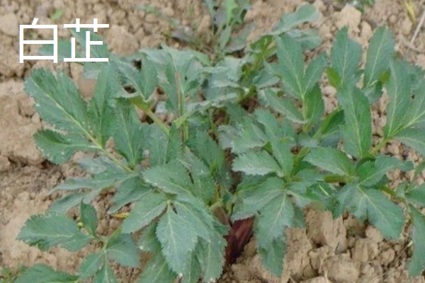 陕北适合种植哪些药材,适合种植枸杞、桔梗等