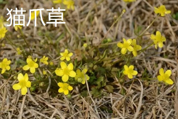 陕北适合种植哪些药材,适合种植枸杞、桔梗等