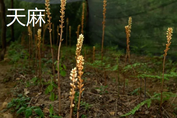 陕北适合种植哪些药材,适合种植枸杞、桔梗等