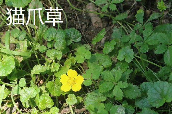 陕北适合种植哪些药材,适合种植枸杞、桔梗等