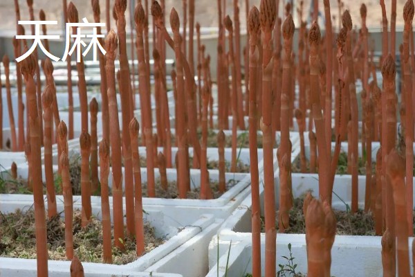 陕北适合种植哪些药材,适合种植枸杞、桔梗等