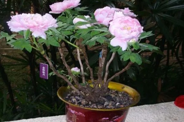 牡丹花无花苞如何解决，每天要确保6-8小时的光照