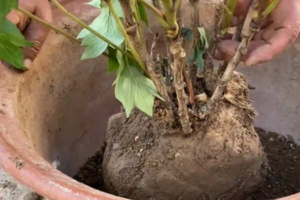 牡丹花无花苞如何解决，每天要确保6-8小时的光照