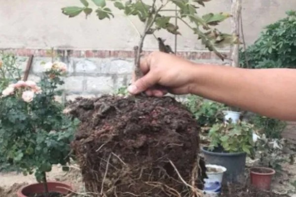 牡丹花无花苞如何解决，每天要确保6-8小时的光照