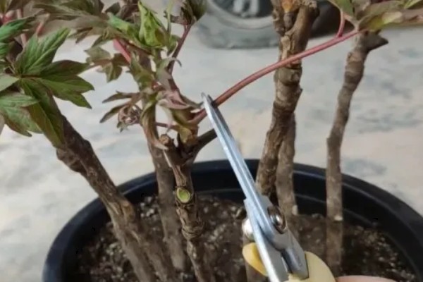 牡丹花无花苞如何解决，每天要确保6-8小时的光照