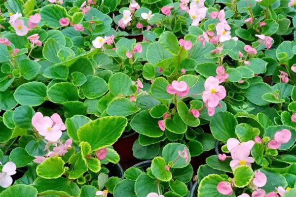 海棠有什么寓意，代表凄婉的恋爱、离别的哀愁等含义