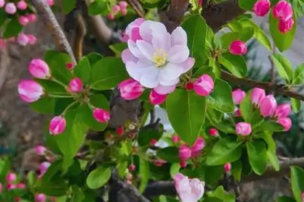 海棠有什么寓意，代表凄婉的恋爱、离别的哀愁等含义