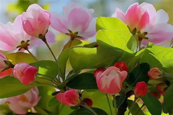 海棠有什么寓意，代表凄婉的恋爱、离别的哀愁等含义