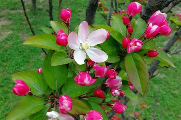 海棠有什么寓意，代表凄婉的恋爱、离别的哀愁等含义