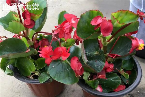 海棠有什么寓意，代表凄婉的恋爱、离别的哀愁等含义