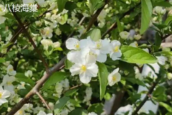 海棠有什么寓意，代表凄婉的恋爱、离别的哀愁等含义