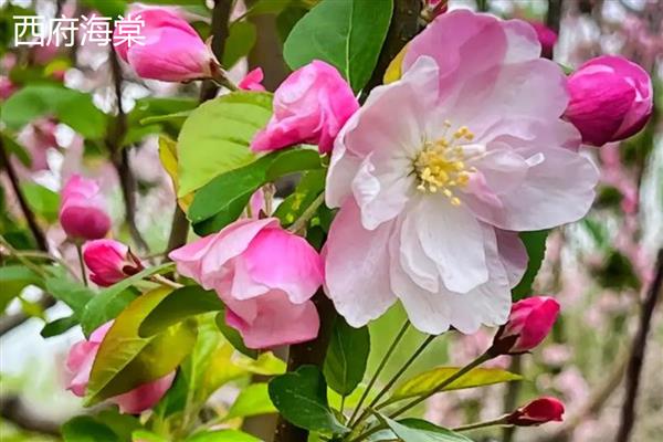 海棠有什么寓意，代表凄婉的恋爱、离别的哀愁等含义