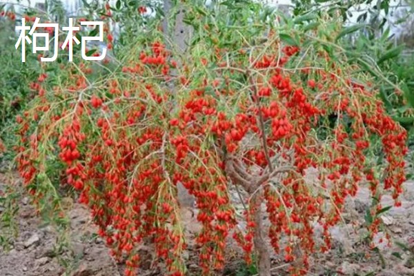 陕北适合种植哪些药材,适合种植枸杞、桔梗等