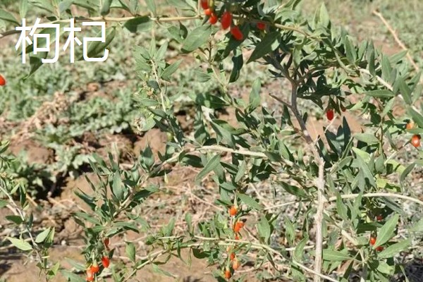 陕北适合种植哪些药材,适合种植枸杞、桔梗等