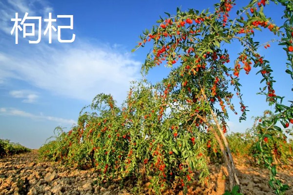 陕北适合种植哪些药材,适合种植枸杞、桔梗等