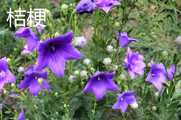 陕北适合种植哪些药材,适合种植枸杞、桔梗等