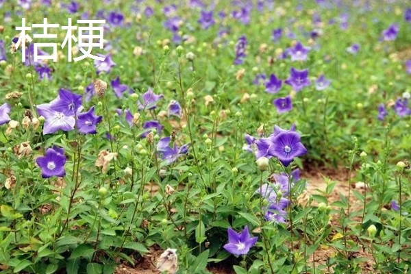 陕北适合种植哪些药材,适合种植枸杞、桔梗等