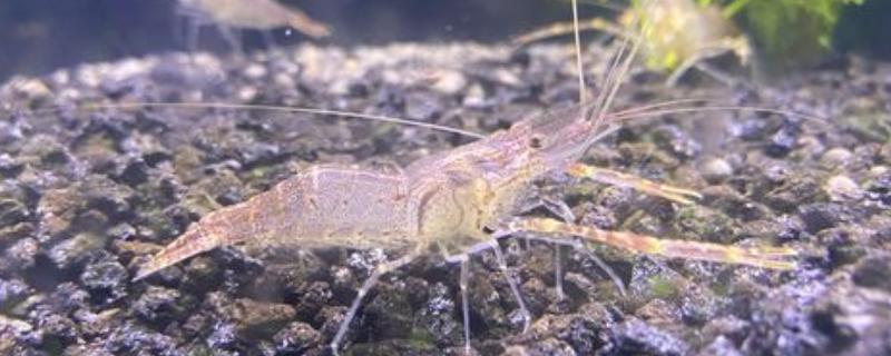 长臂虾好不好养，养殖难度并不算高