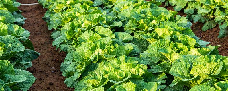 大白菜的种植技术,早熟品种一般在8月上、中旬播种