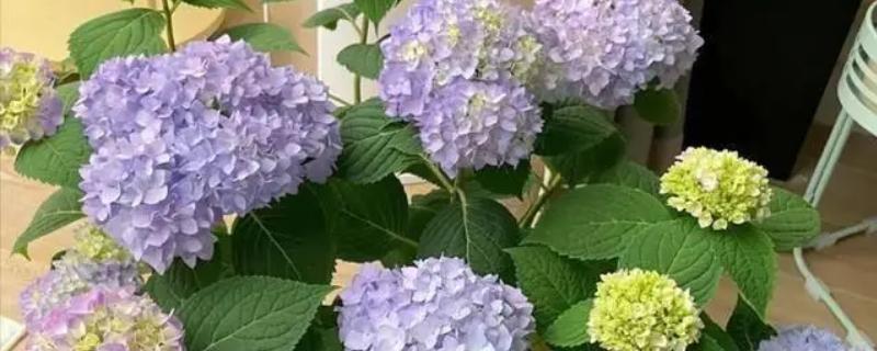 绣球花怎么养殖,春秋季节每隔2-3天浇一次水